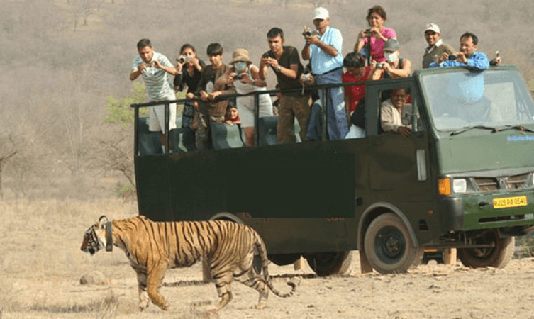 Canter Safari - Tiger Trail