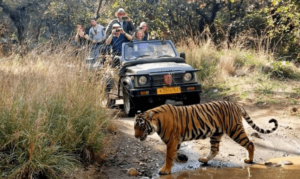 Luxury Jeep Safari in Ranthambore